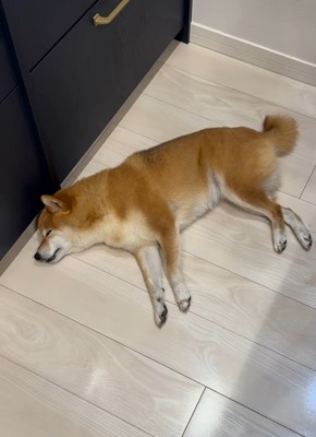 横たわる柴犬