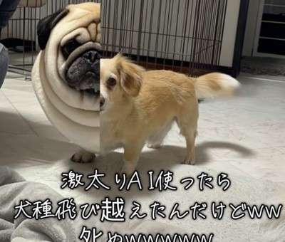 え…？パグ…？