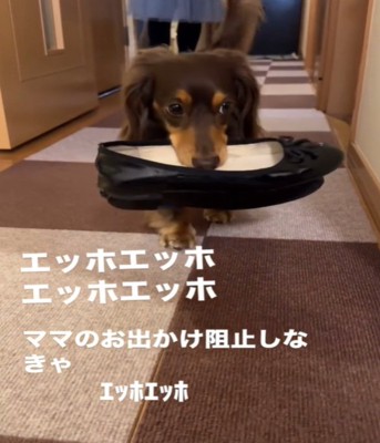 靴をくわえて歩く犬3