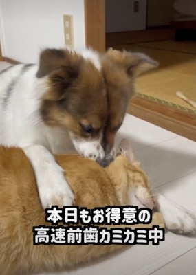 仲が良すぎるターコロさんとアグさん
