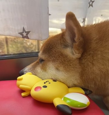 直ったおもちゃに寄り添って寝る柴犬
