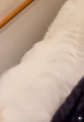 階段を駆け降りる超大型犬