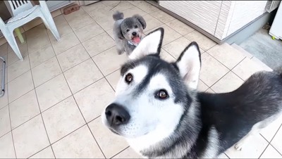 飼い主を見上げるトイプードルとハスキー犬