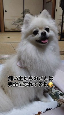 ニコニコでお座りしてカメラ目線のポメラニアン