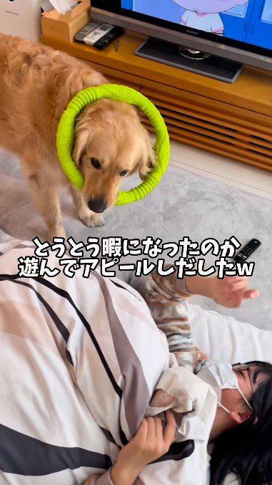 おもちゃを咥えて女の子のところへ戻って来た犬