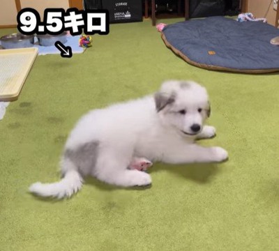 ドレミちゃんの成長4