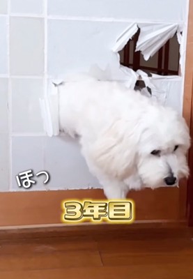 障子から出てくる犬