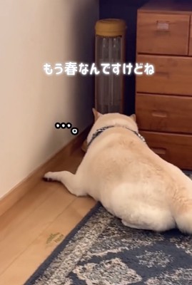 ストーブの前に伏せる犬
