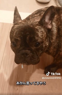 反省するヴィヴィちゃん