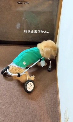 車いすで方向転換するまふぃん君3