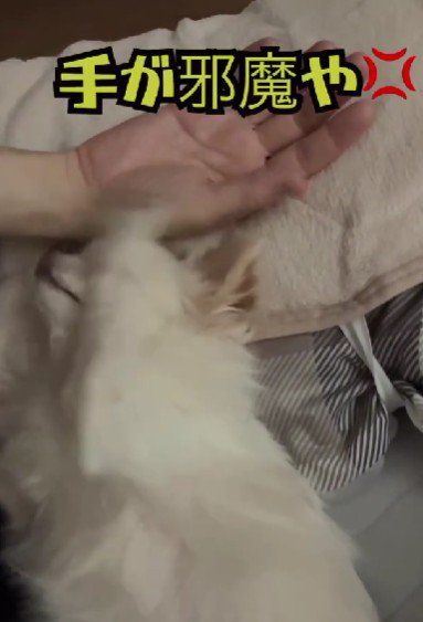 「この手が邪魔!」