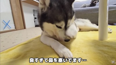 鼻をかきむしるはっちゃん