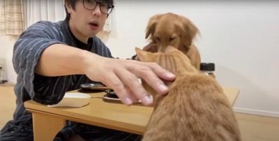 テーブルの上のご飯を食べようとする犬と猫を制止する飼い主