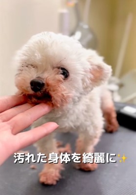 体を綺麗にしてもらうおかゆちゃん