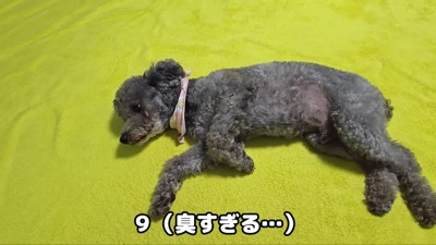 きゅうちゃんも脱力