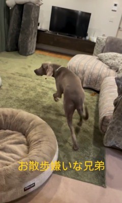 お散歩を嫌がるノアくん&ノエルくん9