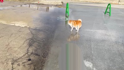 後ろ足をブンブン!!