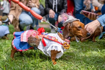 着飾ってイベントに参加する犬