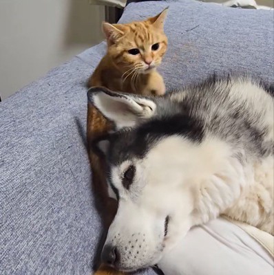 犬の耳を見つめる子猫