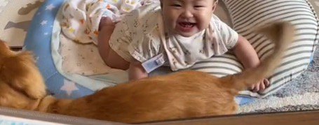赤ちゃんの近くでしっぽを振る犬