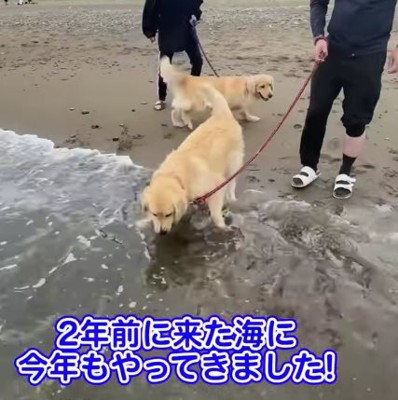 海に入ろうとしている大型犬の後ろにもう1頭の大型犬