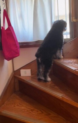 階段の窓から外を眺める