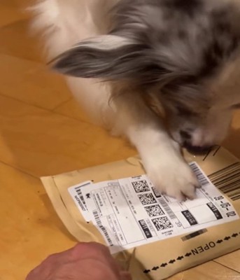 足で押さえる犬