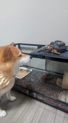 カニに興味津々のスティーブさん⑩