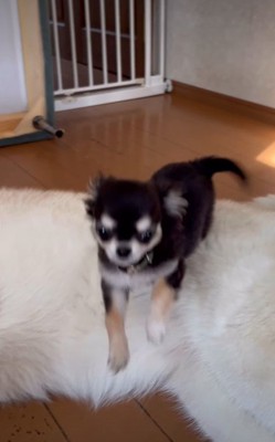 大きくジャンプ!!