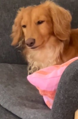 うなずくしまちゃん