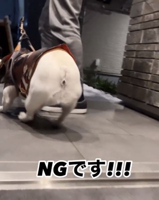 外に連れ出される犬