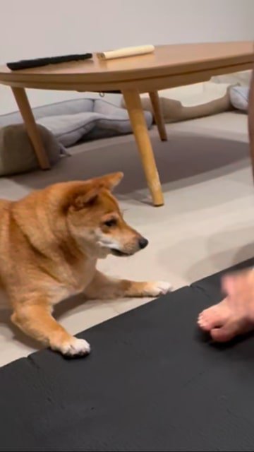 困り顔な犬、アップ