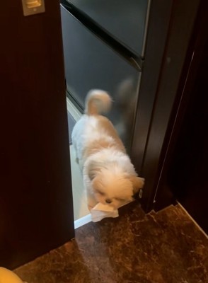 尻尾を振るよもぎくん