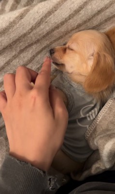 子犬の舌を触ろうとする飼い主