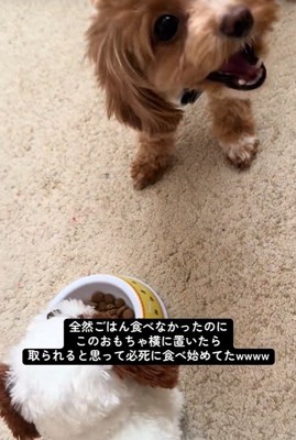 こあ君のご飯の横におもちゃを置いたら2