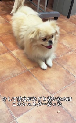 シェルターでの生活を開始