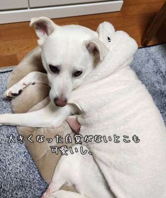 無邪気で可愛いらんちゃん