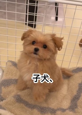 おすわりするのえるちゃん