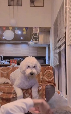 前に乗り出す犬