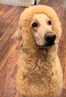 アルパカ風のニッキーくん