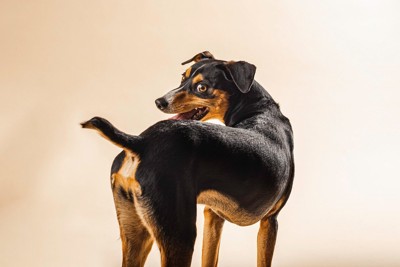 後ろを振り向く犬