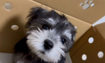 ドアップの貂ちゃん