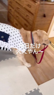 客間の敷居をまたぐ犬