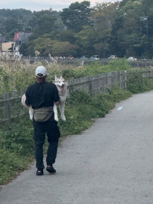 抱っこされながら散歩する犬