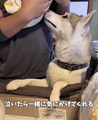 赤ちゃんに寄り添う犬