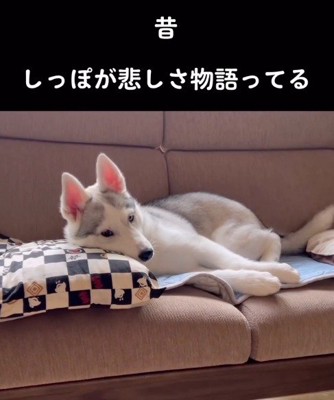 寂しげな表情のハスキー犬