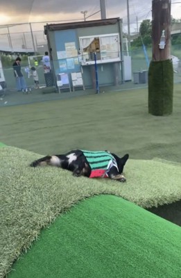 服を着て坂を滑る犬