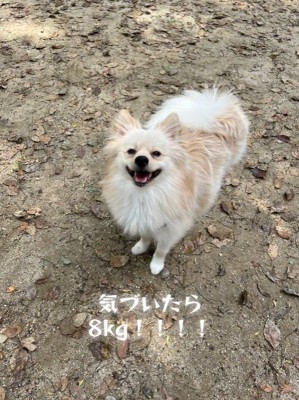 ラテくんのビフォーアフター7