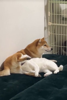 こたろうちゃんは、ちょっとソワソワ…