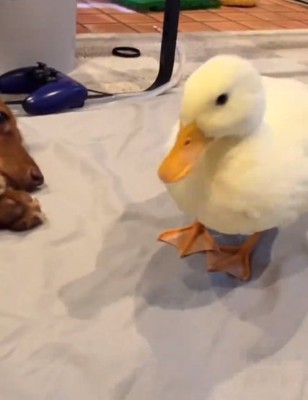 諦めたガーガーちゃん